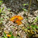 민들래민박 이미지