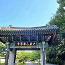 수원 광교산 봉녕사 능소화 (2026.06.28) 이미지