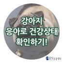 서창사랑동물병원 이미지