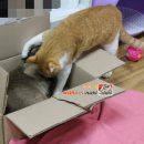 양손꼬지 이미지