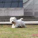 똥꼬발랄 이미지