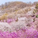 3월30일 토) 부천 원미산 진달래축제 이미지