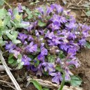 금장초등학교 이미지