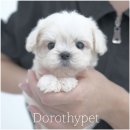 천안 강아지분양 도로시펫 이미지