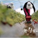 사월1리 이미지
