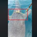 (주)고래상어