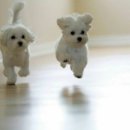 Malta(몰타) 이미지