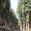 4월 정기산행 장성 축령산 편백나무숲 이미지