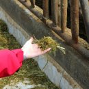 청결목장 이미지