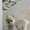 멍탕멍컷 이미지