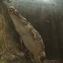 (주)디아라 | 미국 서부에서 발견된 길이 10m 초대형 악어