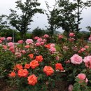 혁신도시중앙공원 이미지