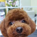 푸른펫살롱 이미지