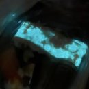 태국서 푸른빛 ‘야광 초밥’ 논란… “절대 먹지 마세요” 이미지