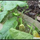 청송흑염소농장 이미지