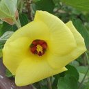 오조리-5 이미지