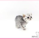 광주고양이분양 제나캣 광주점 이미지