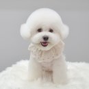 몽트라슈 이미지