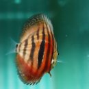 레드 그리핀 디스커스(Red Griffin Discus 2.5G) 이미지