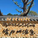 1362 | 1362.남사예담촌 /산청 여행/산청 가볼만한곳/산청 투어