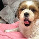 굿파파24시 반려동물 건강검진센터 이미지