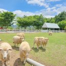 포니랜드 이미지