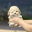 퍼피 비비드 이미지