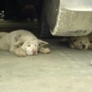 연지카센타 이미지