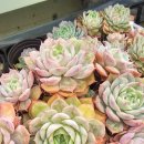 제일정해물 이미지