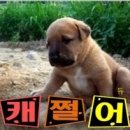 호호포차 이미지