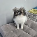 핸즈독(HANDSDOG) 이미지