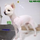 쭈애견미용 이미지