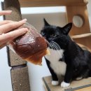 필종합동물병원 이미지