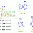 Association Analysis between (AAT)n Repeats in the Cannabinoid Receptor 1 Gene and Schizophrenia in a Korean Population 이미지