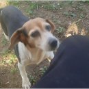 스터디독스쿨 이미지