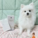 [체험단] 노령견이 스파를 즐길 수 있는 이유! 마더스독 포그니샴푸 사용후기