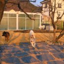 연희재 애견펜션 이미지