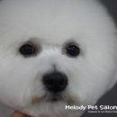 멜로디펫살롱 이미지