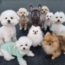 미래애견 이미지