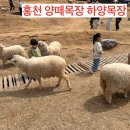 하얀목장 | [홍천] 홍천 아기랑 갈만한곳 하얀목장 내돈내산 후기
