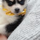 멍샵 강아지분양 인천본점 이미지