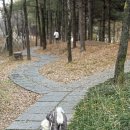 그레이 | 내돈내산 강아지 올인원 오버롤 패딩 추천 - 퍼피엔젤 air3 그레이 후기