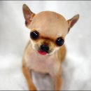 여니네 치와와 분양 이미지