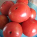 유기농 토마토쥬스,토마토잼 만드는법 이미지