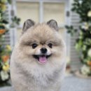 우리동네 펫샵 이미지