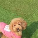 Dogi Dogi(도기도기) 이미지