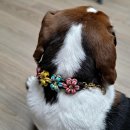 [전문가과정] 펫푸드 스타일리스트 2급 자격과정 이미지