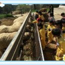 경상목장 이미지