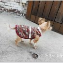 약초동물병원 이미지