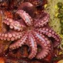 진가명가명태 | 생생정보통 코다리조림 황제전골 고수의 부엌 아산 식당